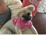 puppy dogs fans