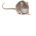 rat wonderland