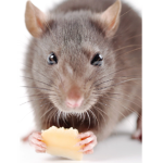 The Rats Of Roblox Live Here.