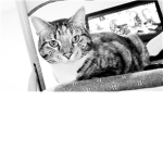 Kitten ##### only!