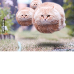 <FLYING CAT>