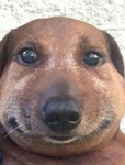 Doggyz onlyz