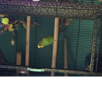 Birdsssss