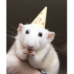 Rats are cooler than you <3