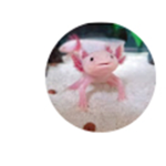 Squid Team Wins