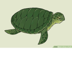 Turtles shopping island