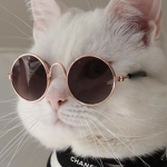 White Cool Kittens