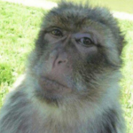 only monkey allowed