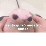 Mis fans de tiktoc usu