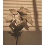 Evy’s aesthetic