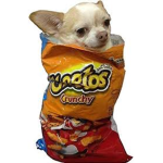 dog-o