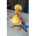 The Duck squad<3