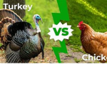 Chicken VS Turkey Club