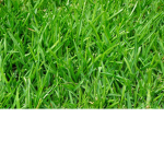 Grass...