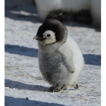 - penguin colony -
