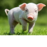 all pigs!