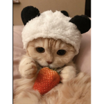 Emmagotdiabetes