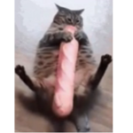 Queen of fat cats