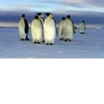 The way of da penguin