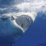 #team shark for ever