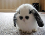 Fan club of the bunnies