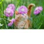 Love kotek
