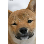 Kawaii Shiba Inu