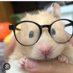 I cricetini cute