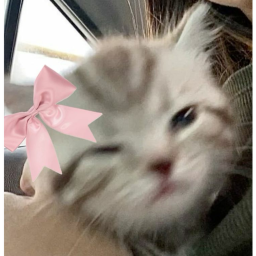 𝓬𝓪𝓽𝓼