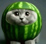 Watermelon Cat Fan Group!!!
