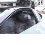 Spinning gorilla