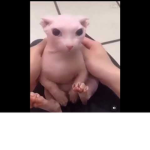 KnZinhos :D