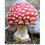 Champignon man guys molia caca