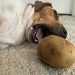 Ridley and the potato