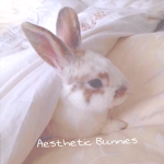 Aesthetic Bunnies Forever