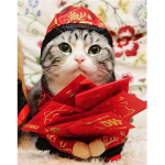 chinese cat gang