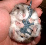 you like hamsters