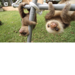 MONKE hangout