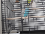 Budgie groups