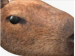 THE BEST CAPYBARA GANG