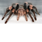 team tarantula official fan group