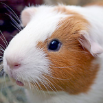 Hamster Fan Club Fan Club
