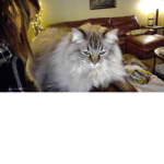 King Cat Inc.