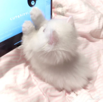 cutekitti
