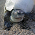 Girl Turtle Group