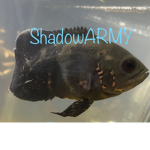 ShadowARMYY