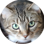 The Kat Empire