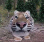 -Roblox Editors!-