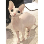 pæpæpopo