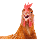 cloudy chikens fan group